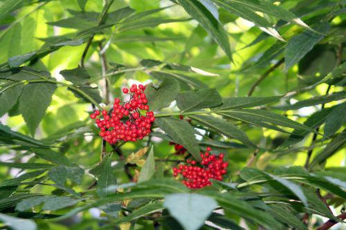 tigranii 27 juin 2010 061.jpg