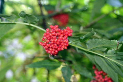 tigranii 27 juin 2010 068.jpg