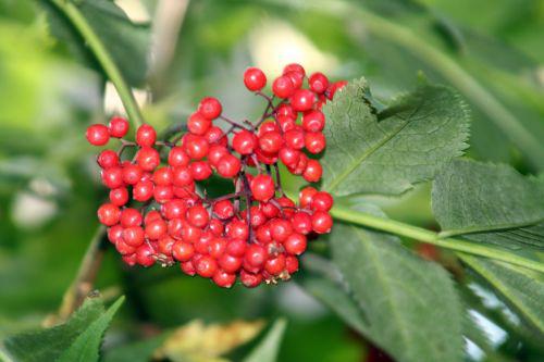 tigranii 27 juin 2010 059.jpg