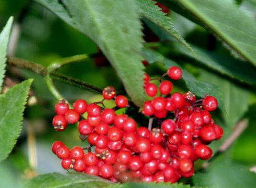 tigranii 27 juin 2010 060.jpg