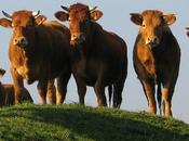 bouse vache énergie futur
