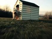 Vidéo d’un chien équipé d’une caméra