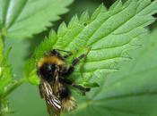 Rosée (Attila Jozsef)