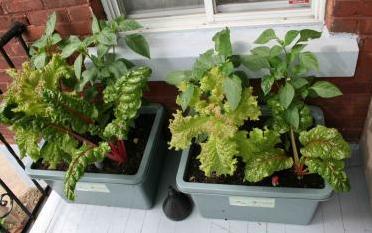 Jardiner sans jardin : c’est possible !