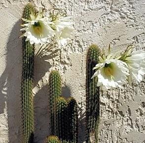 Assainissez votre intérieur grâce au pouvoir des plantes