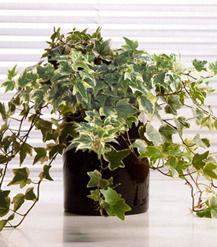 Assainissez votre intérieur grâce au pouvoir des plantes