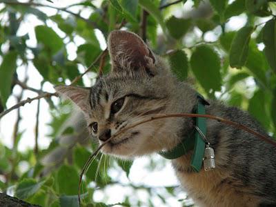 Modestine découvre les arbres, tome 3