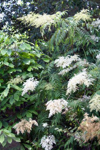 sorbaria sorbifolia marnay 4 juillet 2008 198.jpg
