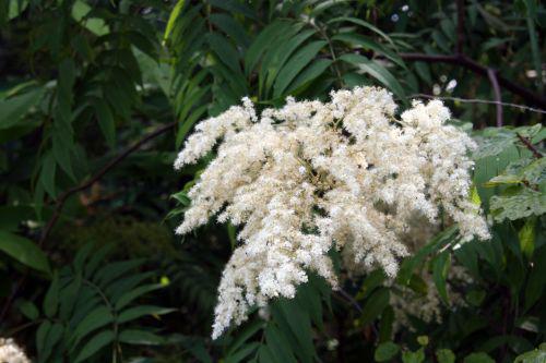 sorbaria sorbifolia marnay 4 juillet 2008 199.jpg