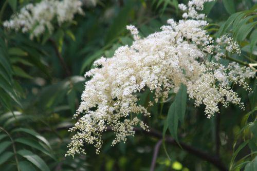sorbaria sorbifolia marnay 4 juillet 2008 203.jpg