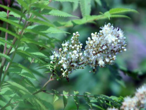 sorbaria romi 25 juin 2010 019.jpg