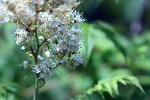 sorbaria romi 25 juin 2010 022.jpg