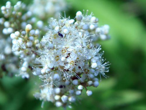 sorbaria romi 25 juin 2010 024.jpg