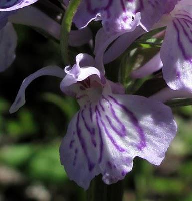 Dactylorhiza fuchsii et Dactylorhiza maculata