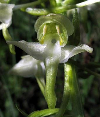 Platanthera bifolia et Platanthera chlorantha