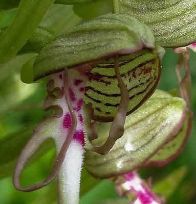 Au tour des loroglosses