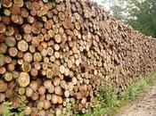 monde tout superpose comme bois entassé (Attila Jozsef)