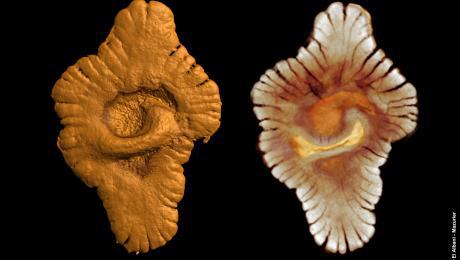 La vie est compliquée depuis 2 milliards d'années