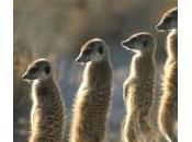 Ubuntu 10.10 Maverick Meerkat Alpha disponible