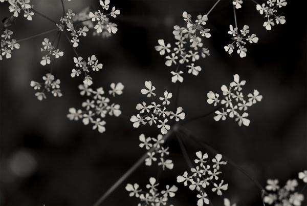 fleurs-noir-blanc.jpg