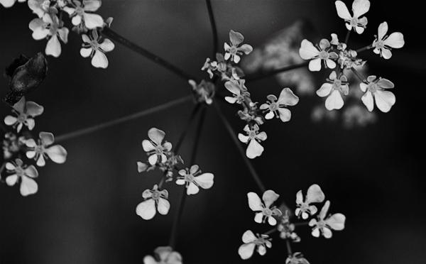 fleurs-noir-blanc-zoom.jpg