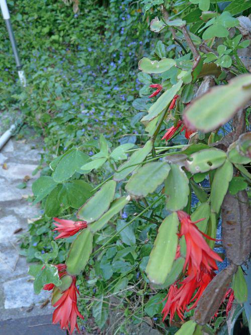 Juin 2010 : Quand le jardin passe du froid à la cannicule !...