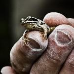 Grenouille d'escalade (C) Alexandre Buisse