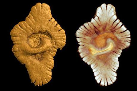 fossiles de vie multicellulaires