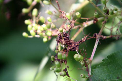 nigra larve résultat romi22 juin 2010 022.jpg