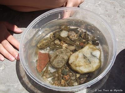 Les petits poissons nagent aussi bien que les gros