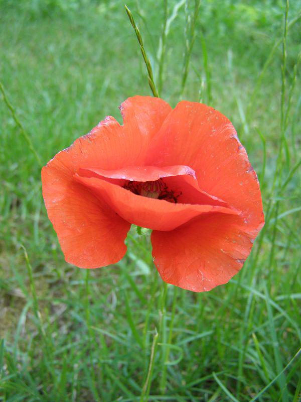 Coquelicot (Guillevic)