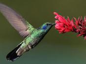 L'IMAGE JOUR: Colibri