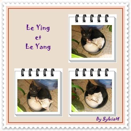 chat ying yang