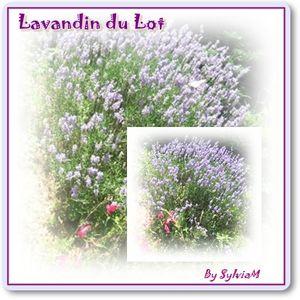 lavandin_du_Lot