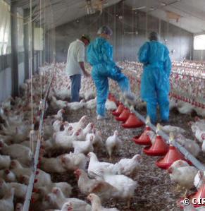 Élevage de porcs et de volailles : le Parlement refuse d'alléger la réglementation