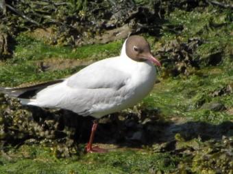 100705 Mouette rieuse (14).jpg