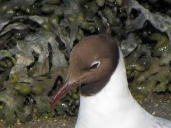 100705 Mouette rieuse (12).jpg