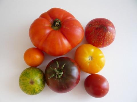 tomates_tplf_ete.jpg