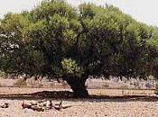 L’huile d’argan l’or désert