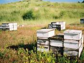 Abeilles, biodiversité apiculture
