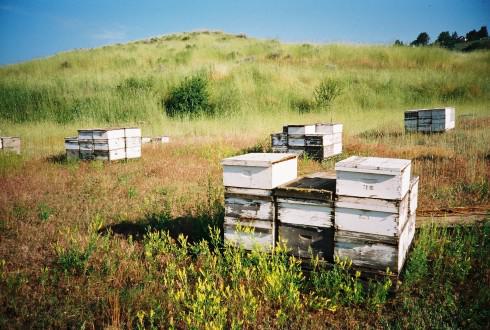 Abeilles, biodiversité et apiculture