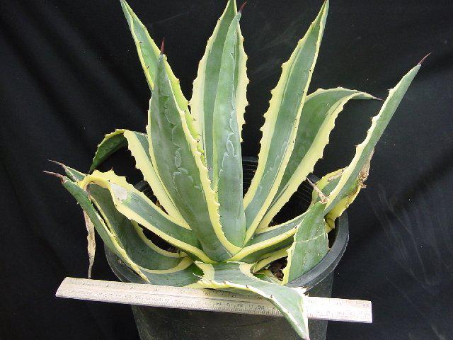 Les plantes aphrodisiaques et leurs légendes