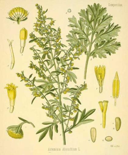Les plantes aphrodisiaques et leurs légendes
