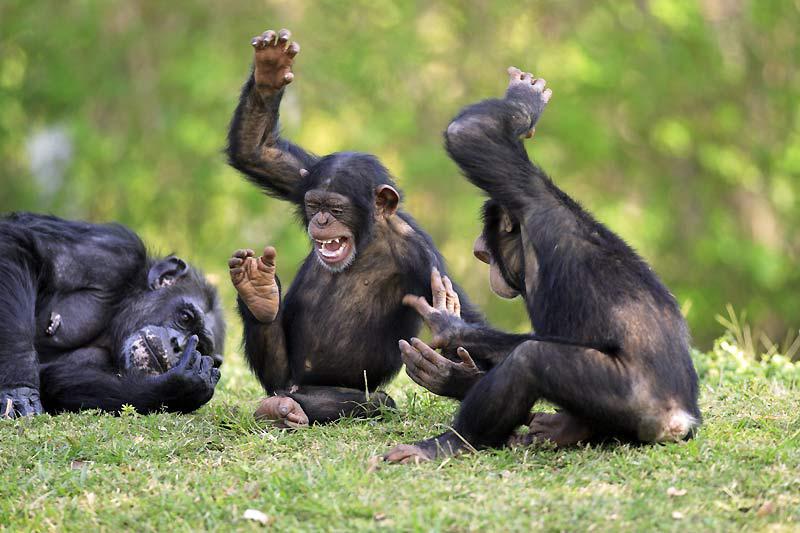 Aucun doute : Rabelais, Aristote et Bergson avaient tort d’affirmer que «le rire est le propre de l’homme». Mais ils ignoraient sûrement tout de l’existence des singes, et ne disposaient évidemment d’aucune étude sur leur comportement. La dernière en date, effectuée par une zoologiste britannique sur vingt-deux primates (gorilles, chimpanzés, bonobos, orangs-outans et siamangs), confirme la réalité de cette réaction, l’importance de son rôle social et la facilité avec laquelle un humain peut la déclencher : il suffit pour cela de les chatouiller. Mais à une condition : qu’ils soient très jeunes. Le rire existe bien chez les singes, mais il n’est le propre que de la jeunesse.