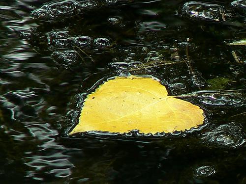 Le peuplier (Jacqueline Astégiano)