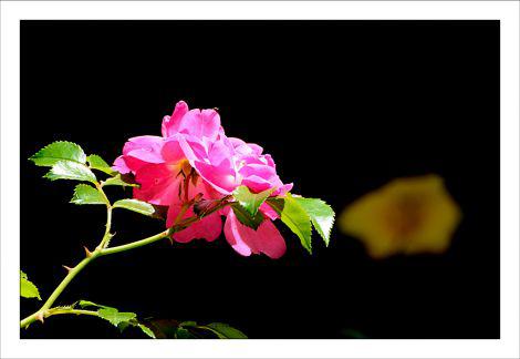 Rose sauvage Jardins Nîmes IBA_2202.jpg