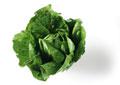 laitue-romaine