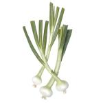 petit-oignon-blanc