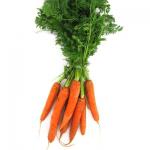carotte