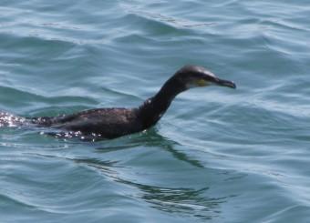100707 Cormoran.jpg